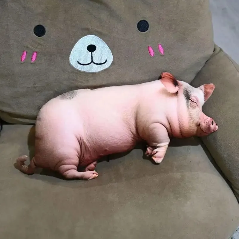 3D 豚ぬいぐるみスローピローソフト洗える肌に優しい生地ぬいぐるみクッションソファ寝室車レスト用 — image 9