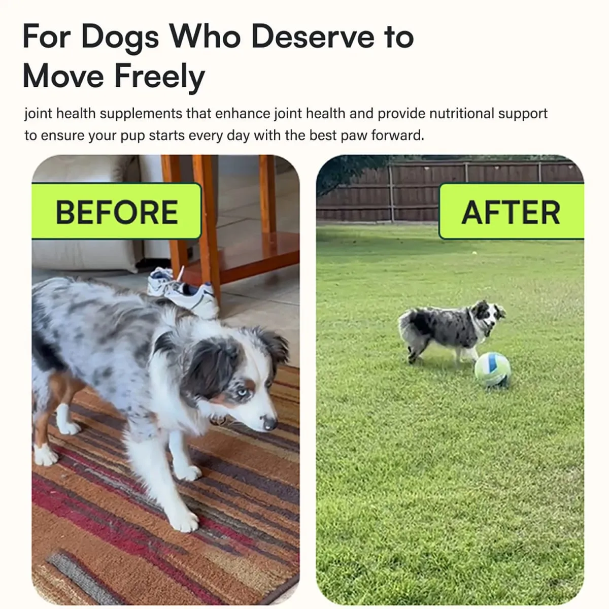Suplemen Pinggul dan Sendi Anjing Tingkat Lanjut untuk Anjing Ras Kecil & Menengah - Glucosamine Chondroitin Omega 3 MSM Green Lipped Mussel — image 4