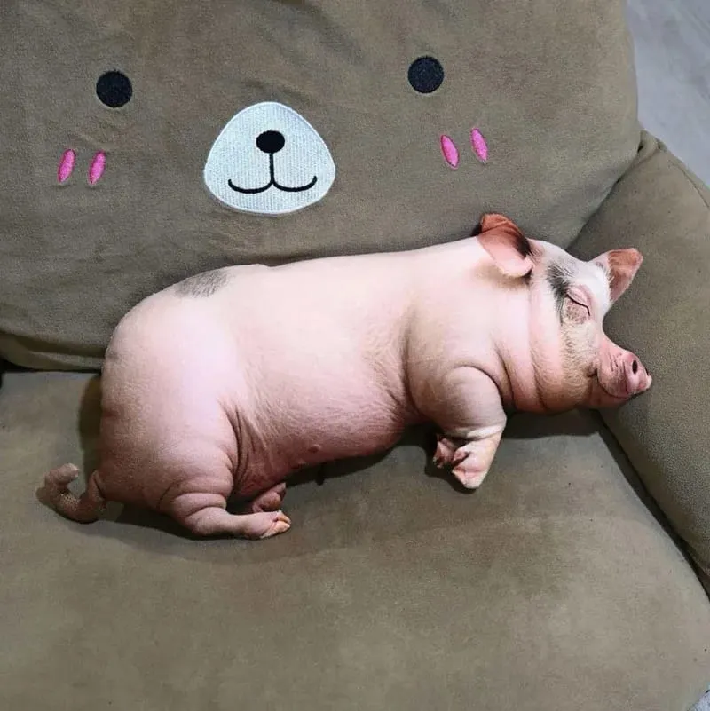 【In Stock】Cute Lifelike Simulation Pig Plush Toy Soft Sleeping Pillow Holiday Gift For Close Friends Home Sofa Decor Cushion
